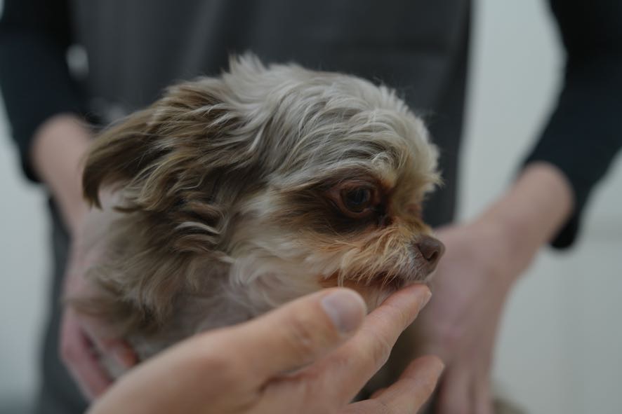 歯科診療による健康維持 | 京都府京都市の動物病院ならサークルどうぶつ病院五条
