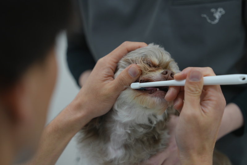 歯磨き指導で予防ケア | 京都府京都市の動物病院ならサークルどうぶつ病院五条