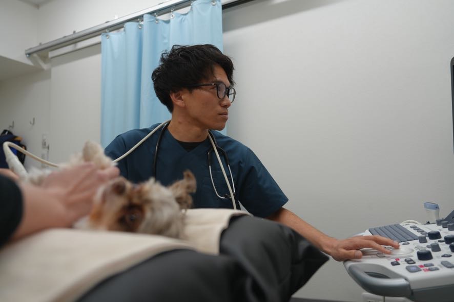 内科診療で体調管理 | 京都府京都市の動物病院ならサークルどうぶつ病院五条