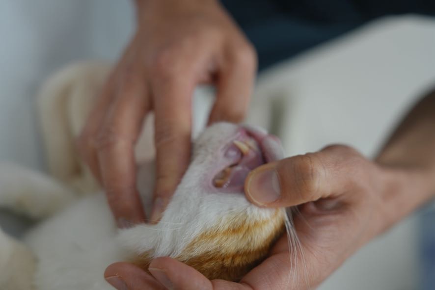 歯石取りで口腔環境をケア | 京都府京都市の動物病院ならサークルどうぶつ病院五条