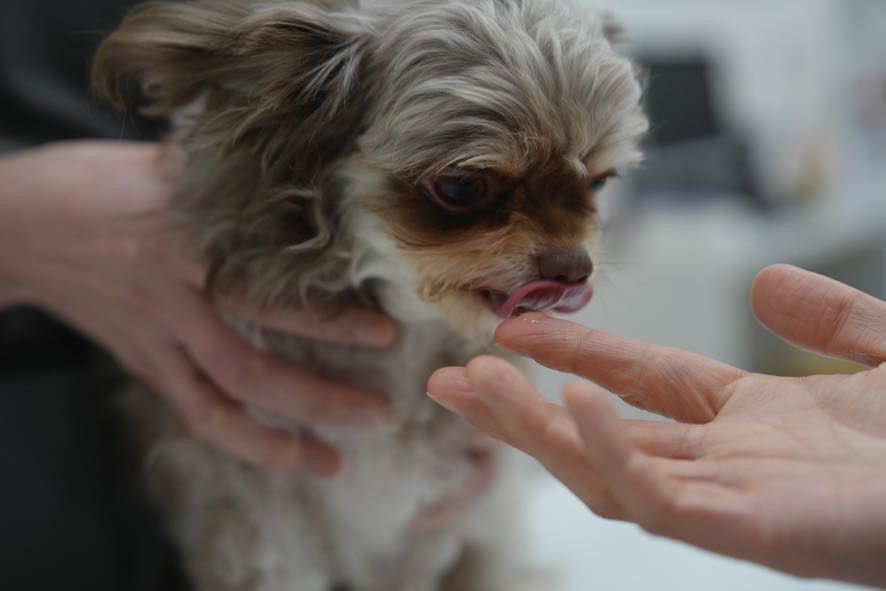 犬の診療に対応 | 京都府京都市の動物病院ならサークルどうぶつ病院五条