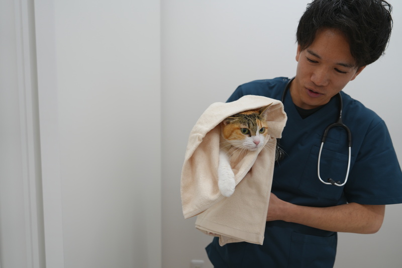 猫に寄り添う診療 | 京都府京都市の動物病院ならサークルどうぶつ病院五条