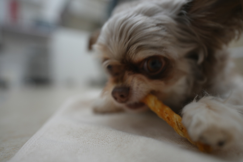 愛犬におすすめのフィラリア通年予防コース