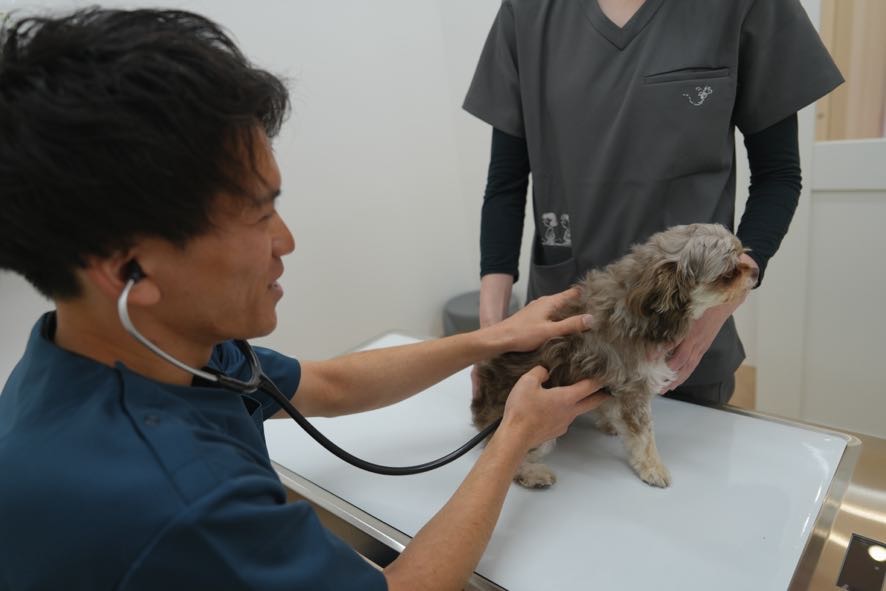 お口の健康を守るデンタルケア｜京都府京都市の動物病院ならサークルどうぶつ病院五条